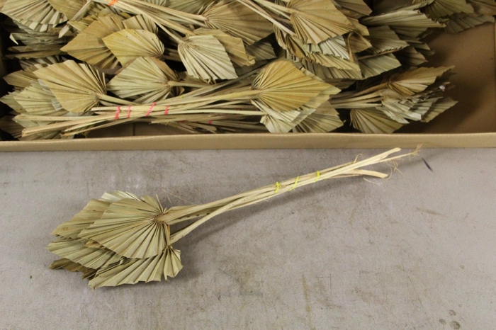 <h4>DF Palm Spear Small  Natural</h4>