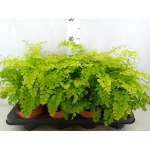Adiantum raddi. 'Fragrans'