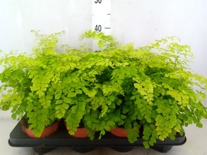 <h4>Adiantum raddi. 'Fragrans'</h4>