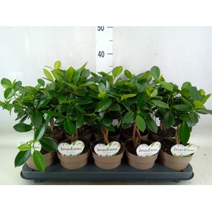 Ficus microcarpa 'Maya'