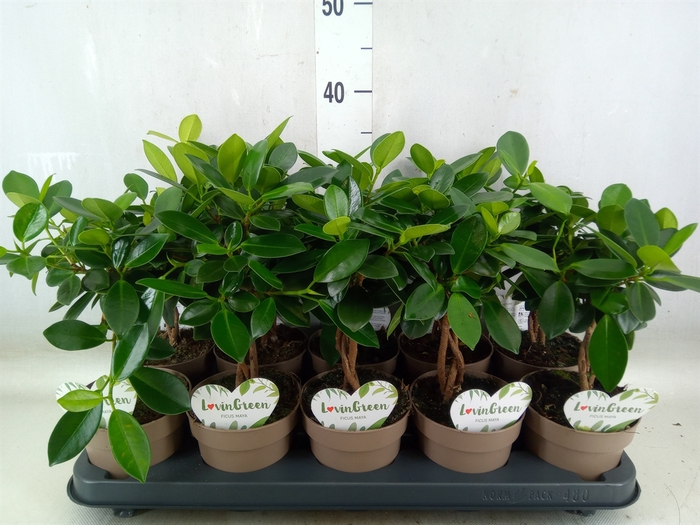 <h4>Ficus microcarpa 'Maya'</h4>