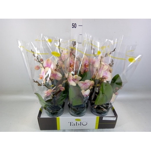 Phalaenopsis   ...yellow