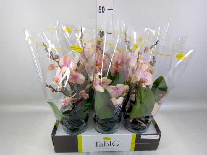 <h4>Phalaenopsis   ...yellow</h4>