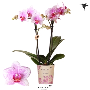Kolibri Orchids Phalaenopsis Mineral Rotterdam 2 spike