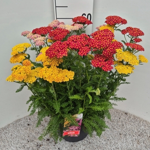 ACHI MILLEFOLIUM