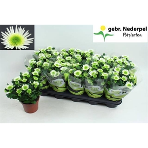 Chrysanthemum Indicum Splash Meadow 12Ø 22cm 3pp