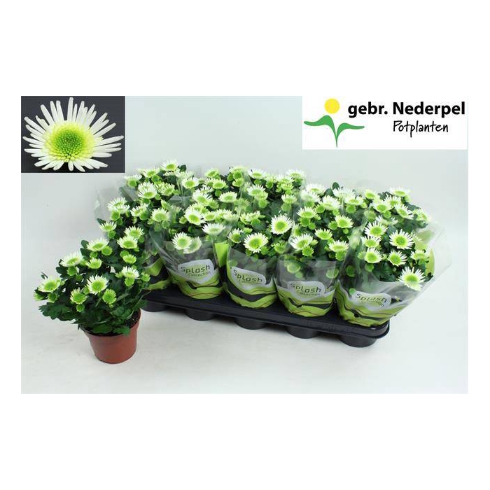 <h4>Chrysanthemum Indicum Splash Meadow 12Ø 22cm 3pp</h4>