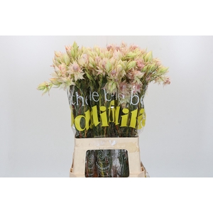 Blushing Bride Pink 6/9 Flowers