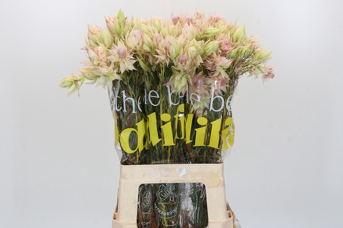<h4>Blushing Bride Pink 6/9 Flowers</h4>