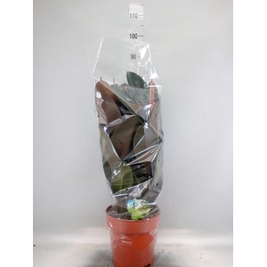 Ficus elastica 'Abidjan'