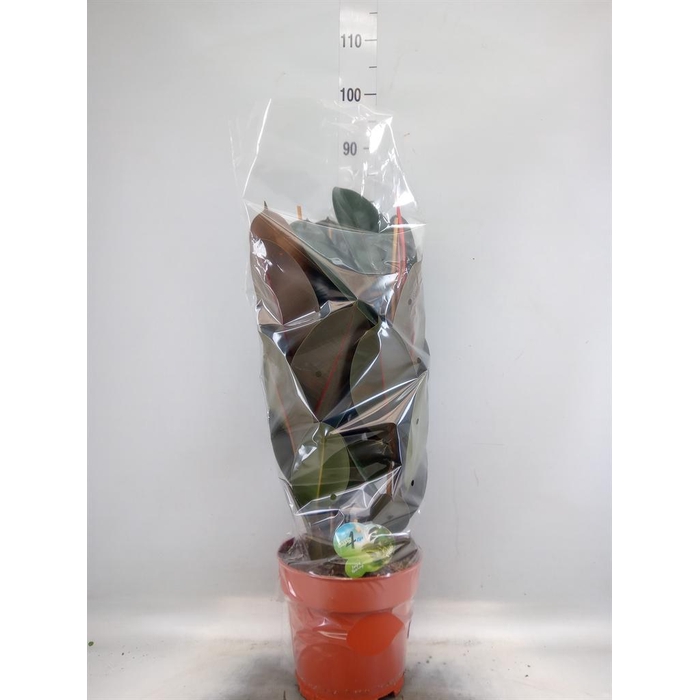 <h4>Ficus elastica 'Abidjan'</h4>