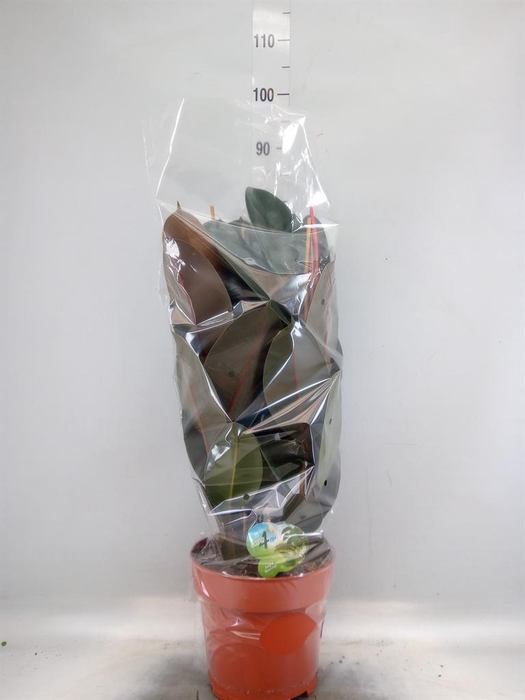 Ficus elastica 'Abidjan'