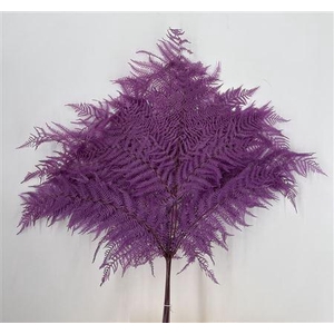 Dr Felce Di Bosco Bl Lilla Lilla