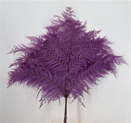 Dr Felce Di Bosco Bl Lilla Lilla