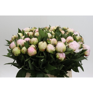 Paeonia Florence Nicholls