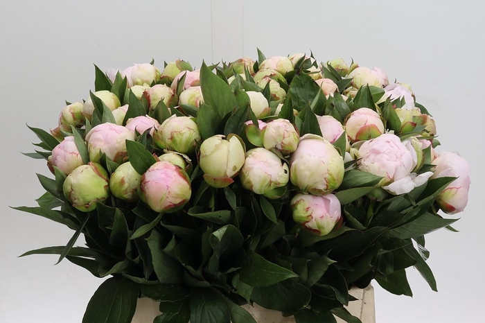 <h4>Paeonia Florence Nicholls</h4>