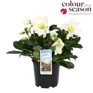 Helleborus Niger Advent Star Early P13