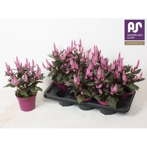 CEL WILD PINK