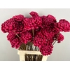 Stick Shola Artichoke Ø12 Red