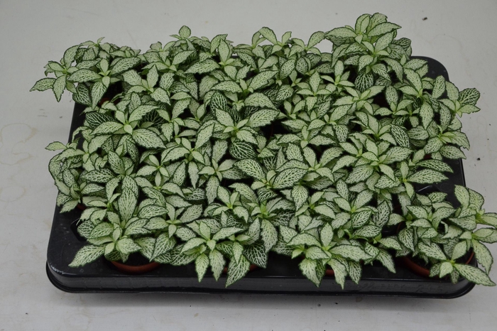 Fittonia Mosaic White Forest Flame