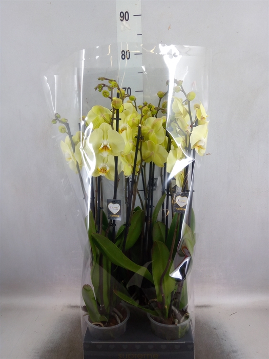 <h4>Phalaenopsis   ...yellow</h4>