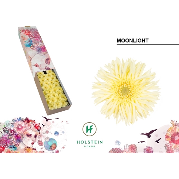 <h4>Ge Mi Spider Moonlight Box Holstein</h4>