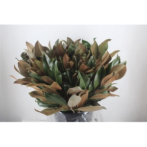 Magnolia P Bunch