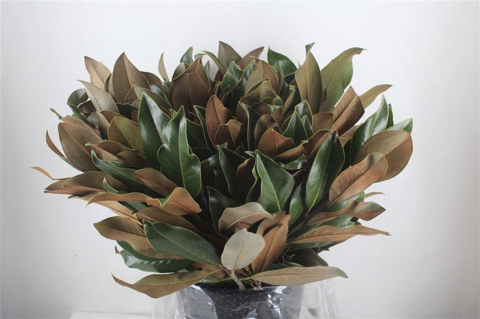 <h4>Magnolia P Bunch</h4>