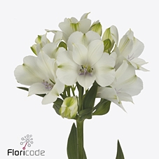 Alstroemeria annabelle