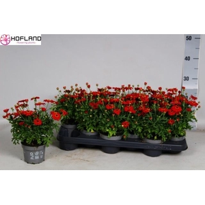 ARG LA RITA PURP RED