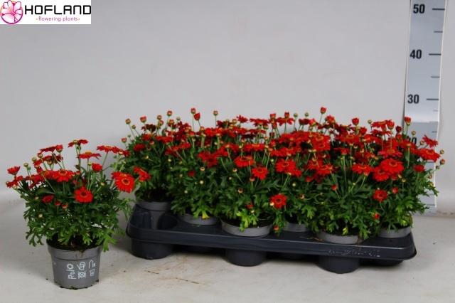 <h4>ARG LA RITA PURP RED</h4>