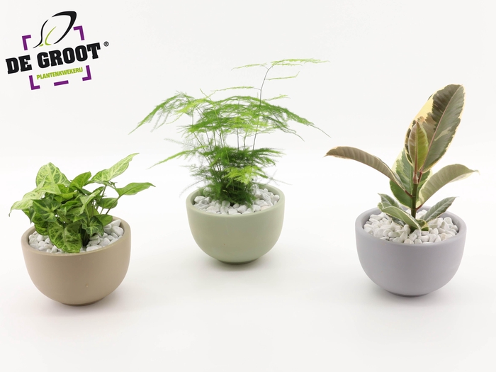 <h4>Arrangement gemengd in schaal</h4>