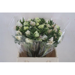 Anem Mistral Super White Salmon