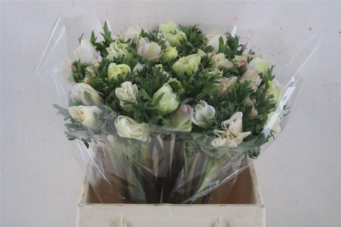 <h4>Anem Mistral Super White Salmon</h4>