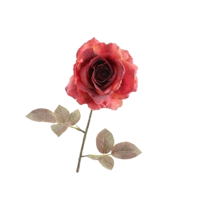 Rosa Dried Red