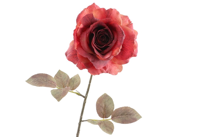 <h4>Rosa Dried Red</h4>
