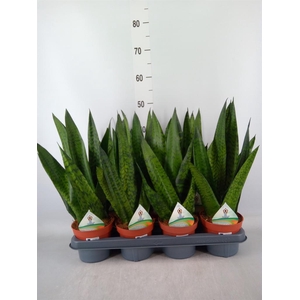 Sansevieria zeylanica