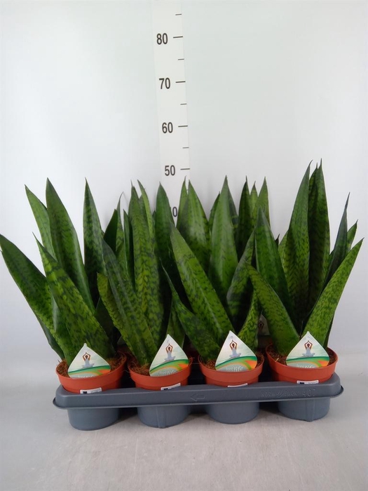 <h4>Sansevieria zeylanica</h4>