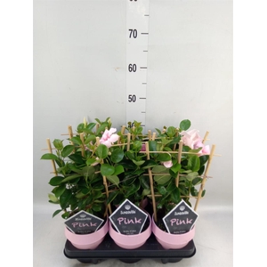 Mandevilla am. 'Sundav Cream Pink'
