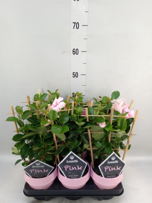 <h4>Mandevilla am. 'Sundav Cream Pink'</h4>