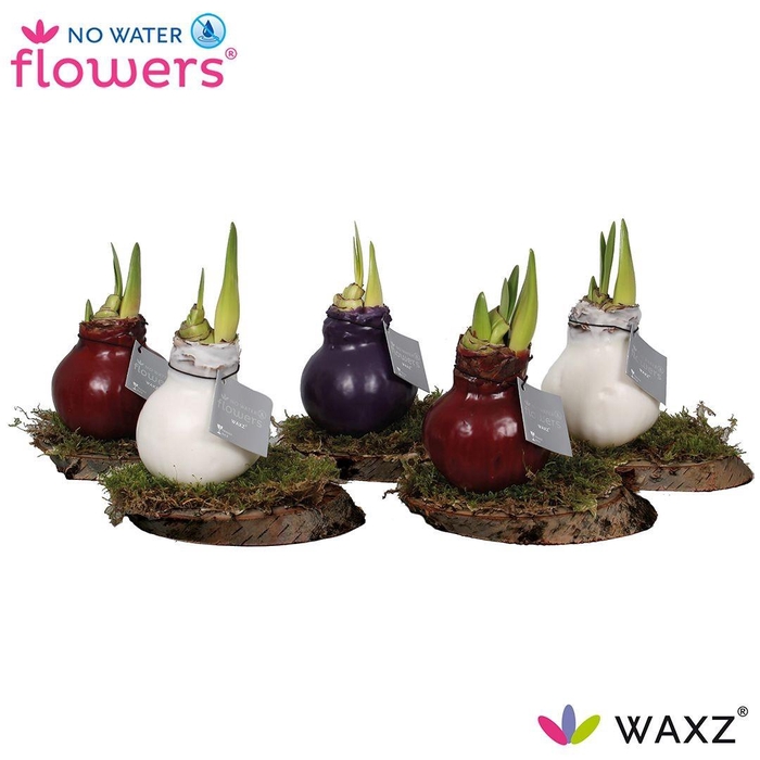 <h4>arr4 Amaryllis VH - Waxz on wood</h4>