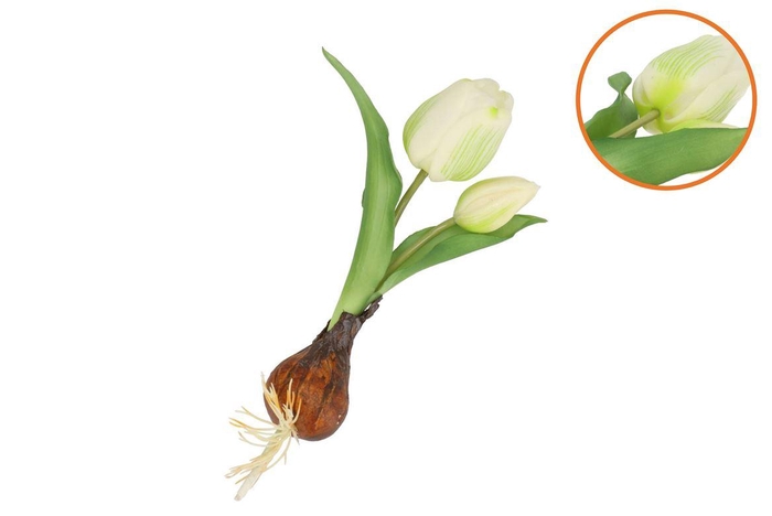 Silk Tulip Bulb White 25cm