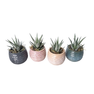 Arr.   Kamerplant Groen L%