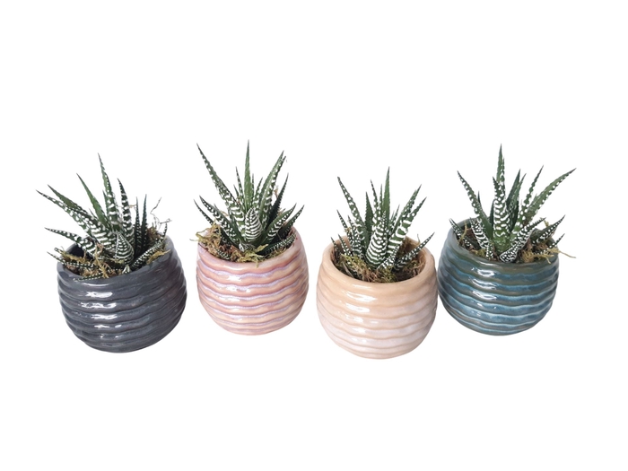 <h4>Arr.   Kamerplant Groen L%</h4>