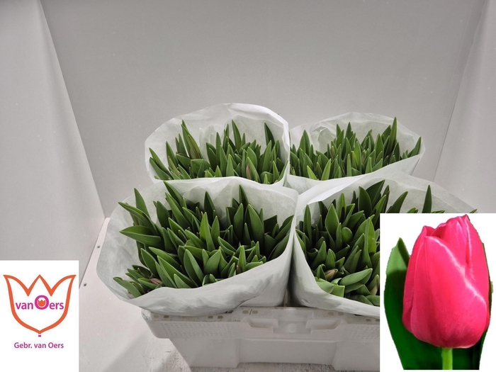 <h4>TU EN PINK ARDOUR</h4>