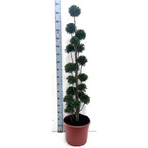 Thuja oc. Smaragd, pon-pon vorm 120-140 cm - deco