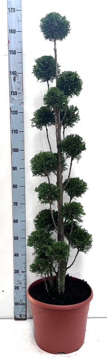 <h4>Thuja oc. Smaragd, pon-pon vorm 120-140 cm - deco</h4>