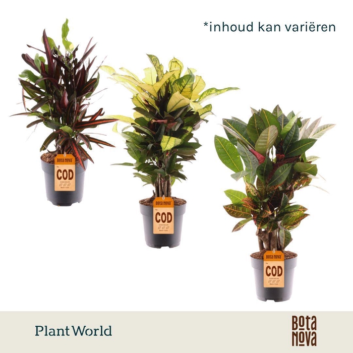 <h4>Croton vertakt gemengd 2-3 soorten</h4>