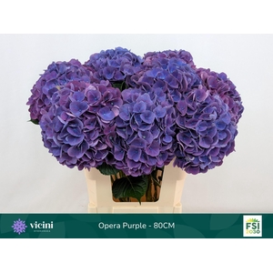 Hydrangea  'Royal Opera'