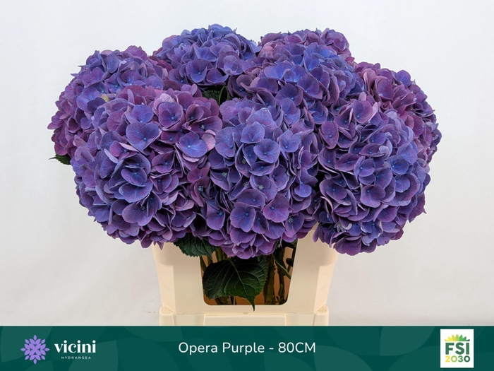 <h4>Hydrangea  'Royal Opera'</h4>